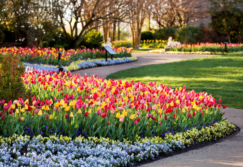 A vibrant garden path lined with blooming red, yellow, and pink tulips, surrounded by lush greenery and flowers.